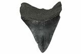 Serrated, Colorful, Fossil Megalodon Tooth - Georgia #340455-1